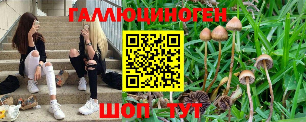 Галлюциногенные грибы Psilocybe Дубна